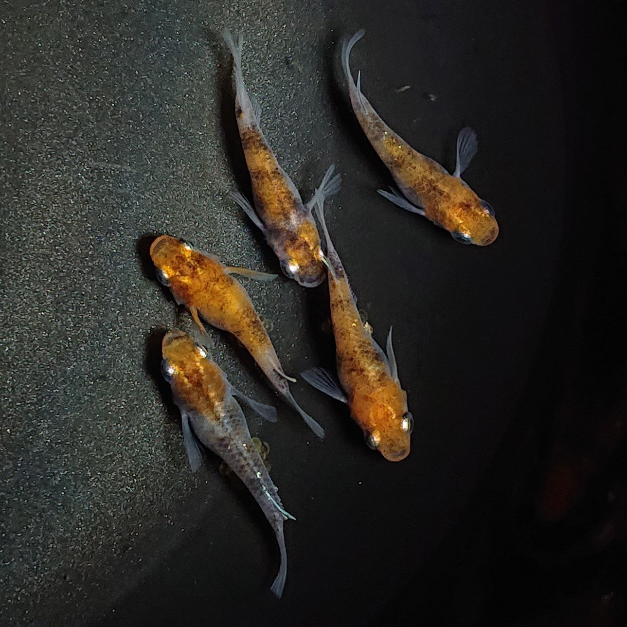 【現物】三色半だるま 5匹 オス3メス2 1599