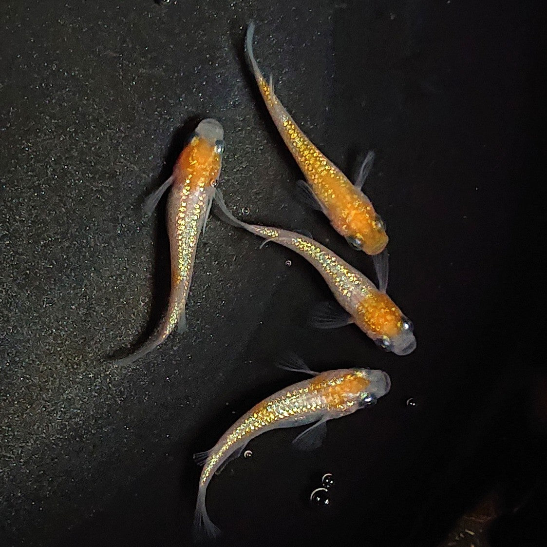 【現物】【上物】王華 2ペア 1595