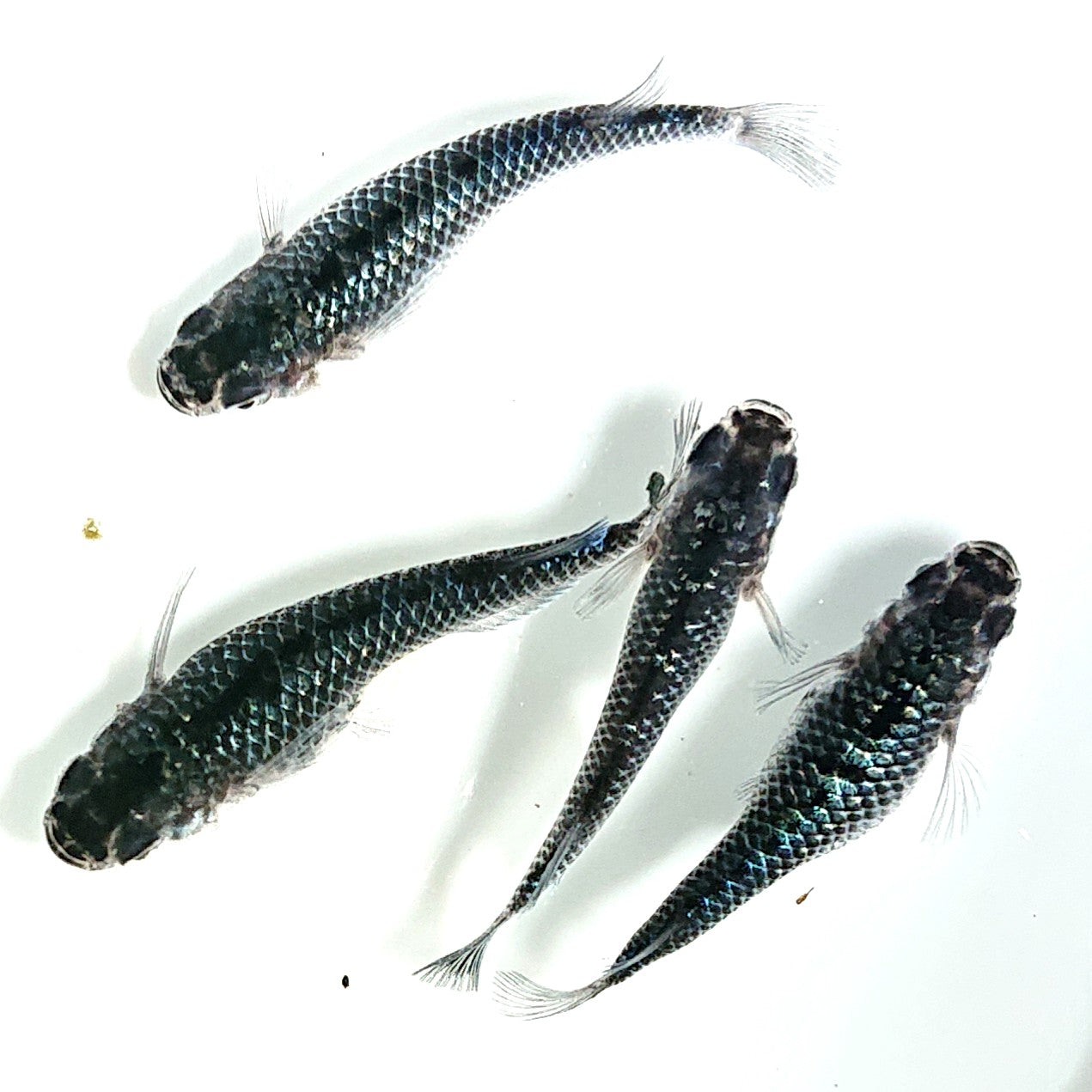 【現物】【上物】ブラックダイヤ上見強ラメ 青ラメ個体 天真めだか様純血統 F5 4匹 オス1メス3 1590