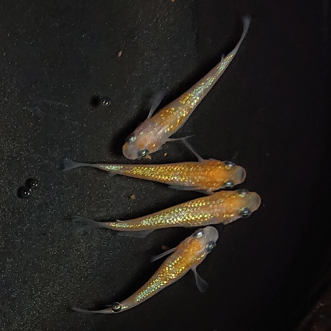 【現物】【上物】王華 4匹 オス1メス3 1613