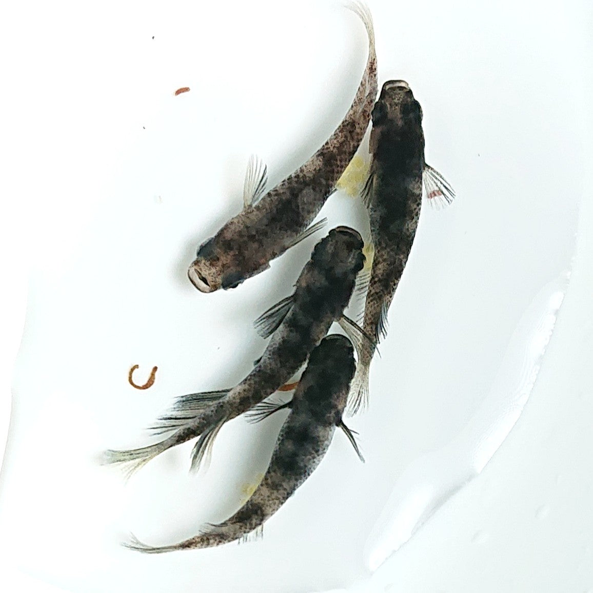 【現物】【親グレード】和墨 4匹 オス1メス3 バンド極濃個体 1609