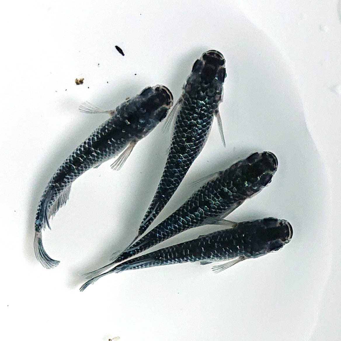 【現物】【上物】ブラックダイヤ上見強ラメ 青ラメ個体 天真めだか様純血統 F5 2ペア 1610