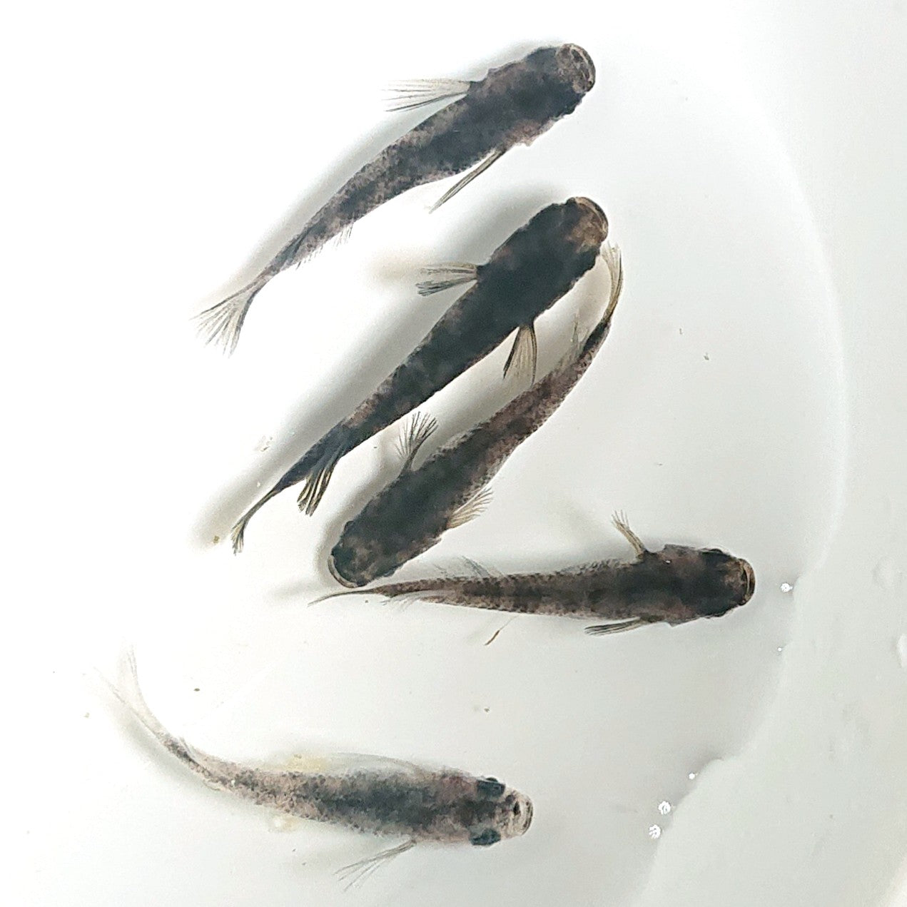 【現物】【親グレード】和墨 5匹 オス3メス2 1630