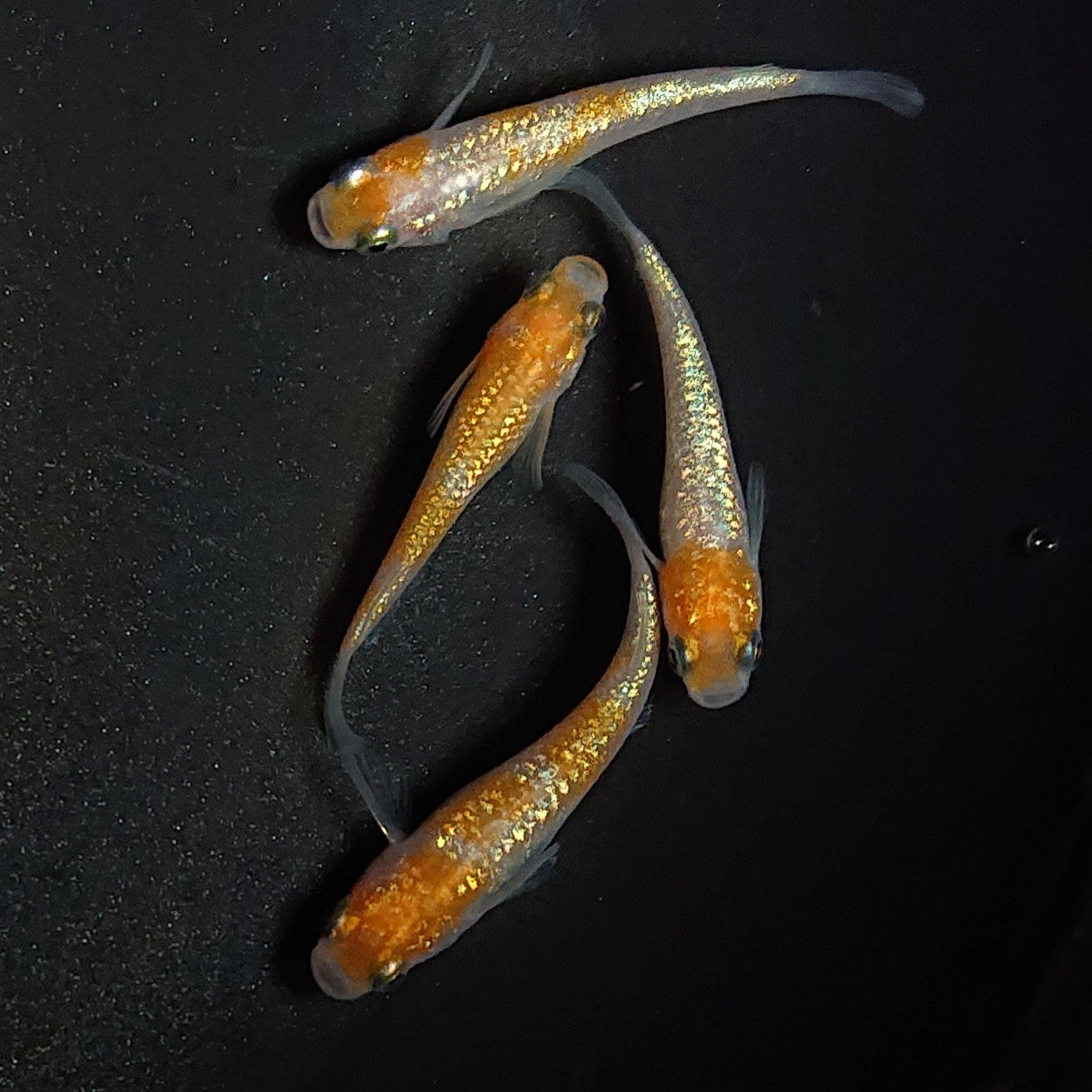 【現物】【上物】王華 4匹 オス1メス3 1642