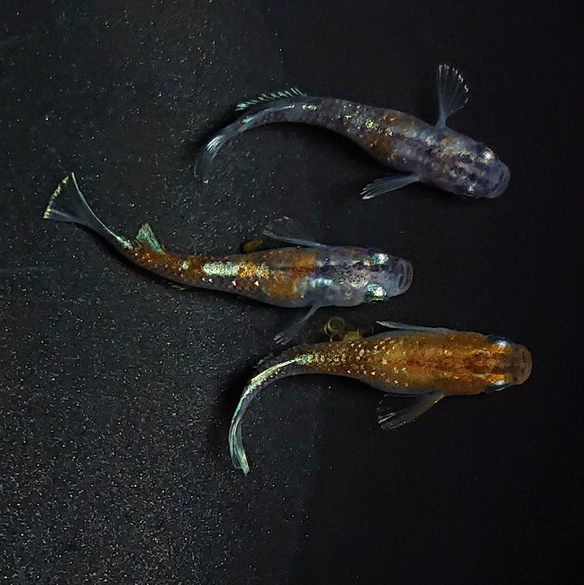 【現物】【NEW】【上物】アルテミス×ルアンモルフォ亜種 F3 多色系 3匹 オス1メス2 1638
