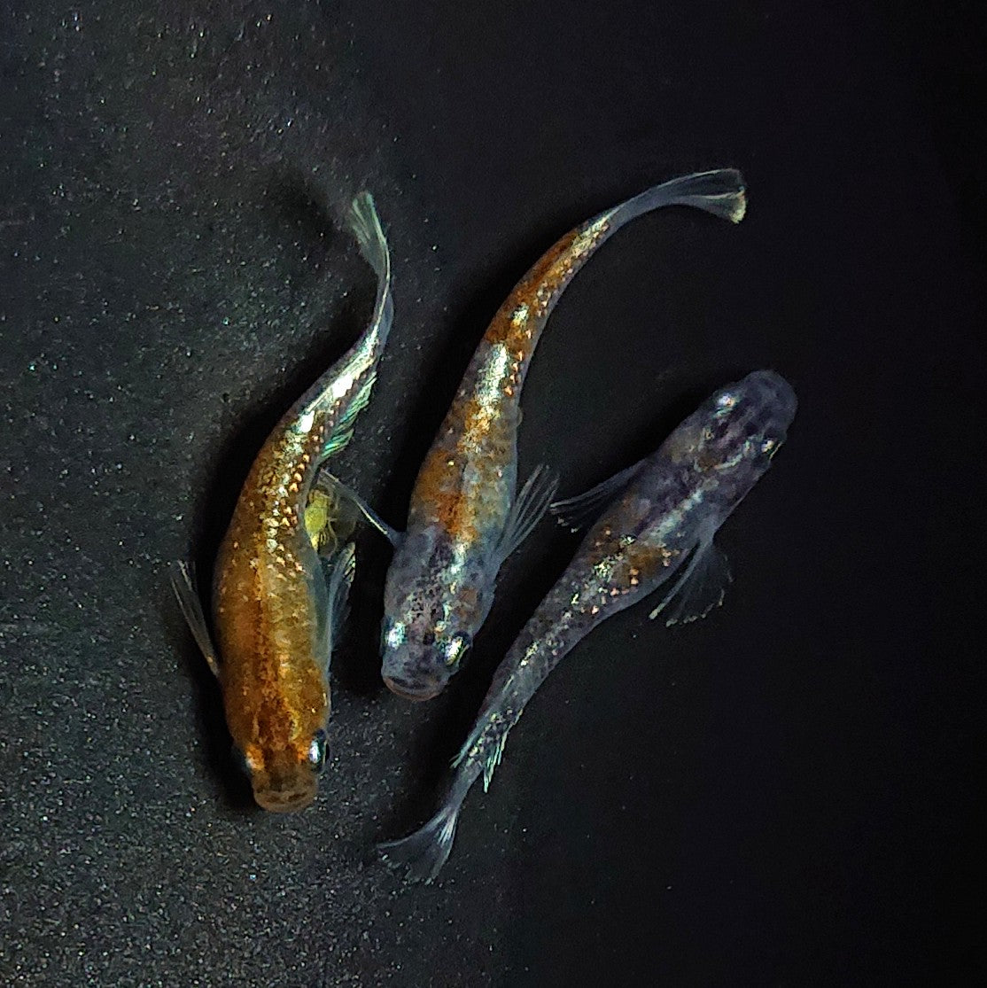 【現物】【NEW】【上物】アルテミス×ルアンモルフォ亜種 F3 多色系 3匹 オス1メス2 1638