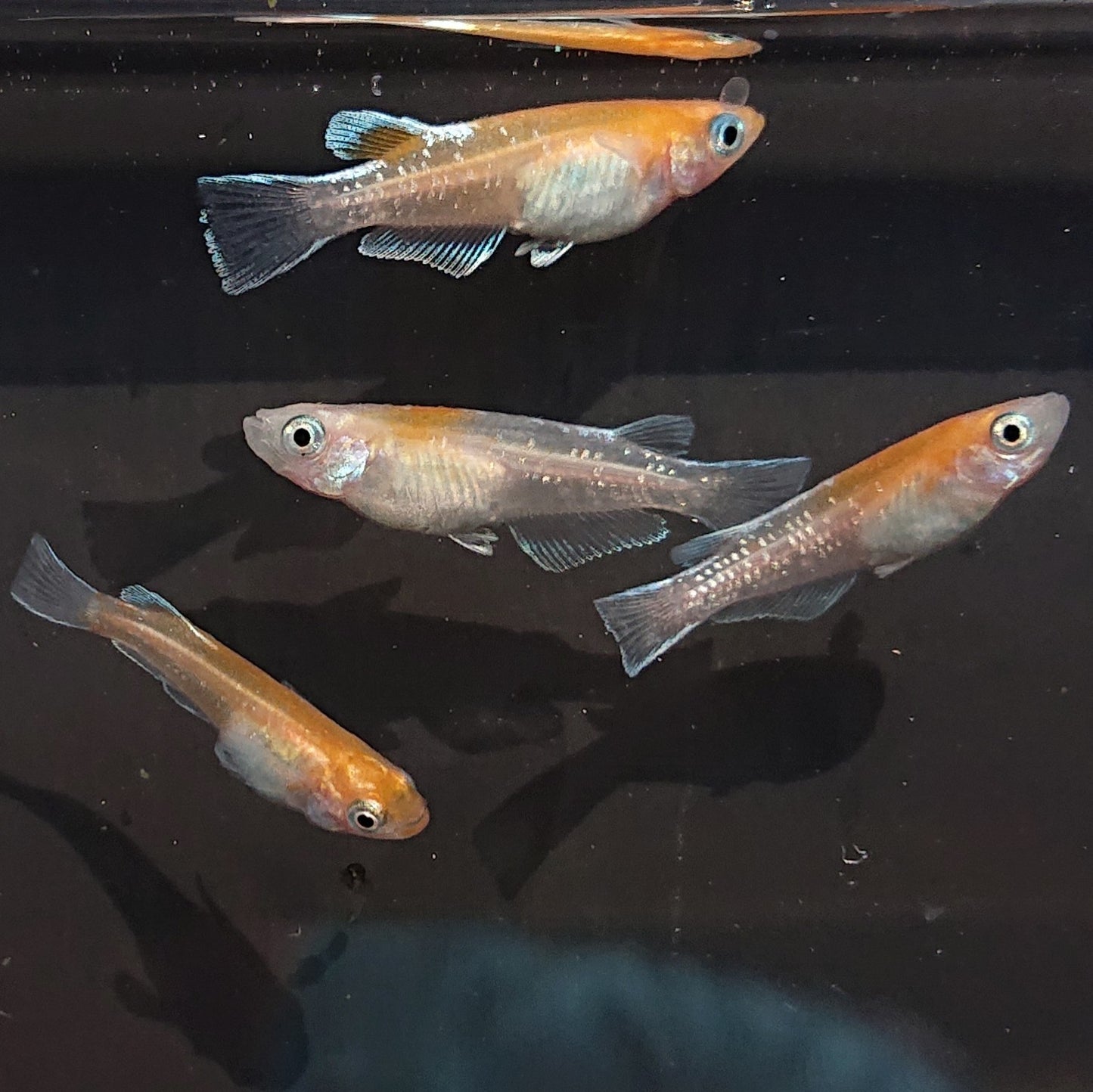 【現物】豆紅エボリューション稚魚 5匹+保障1匹セット 1608