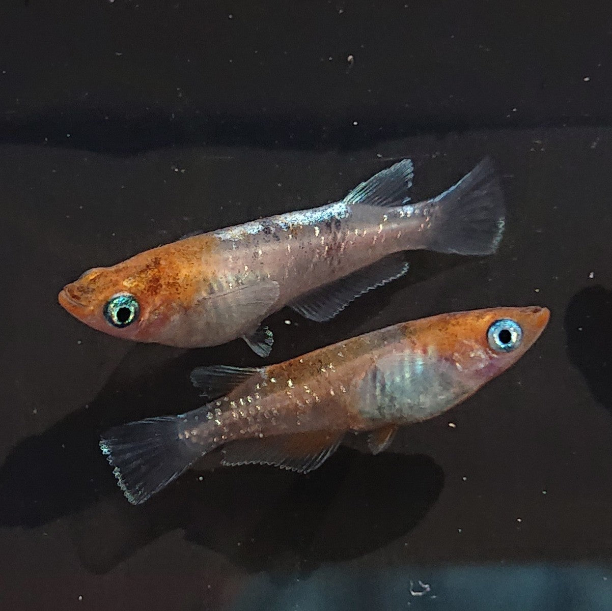 紅玉エボリューション稚魚 5匹+保障1匹セット 1728