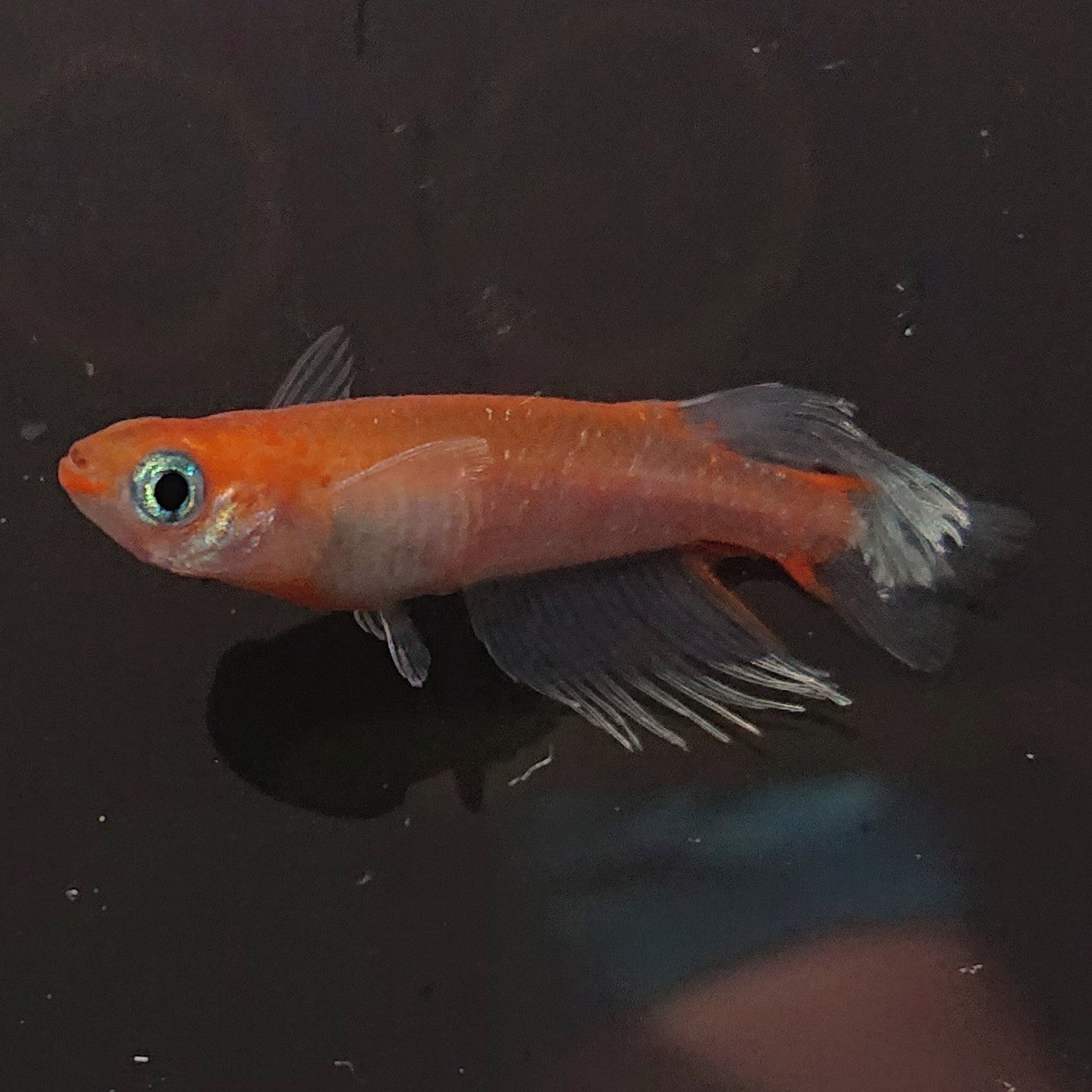 【現物】アマテラスエボリューション稚魚 5匹+保障1匹セット 1714