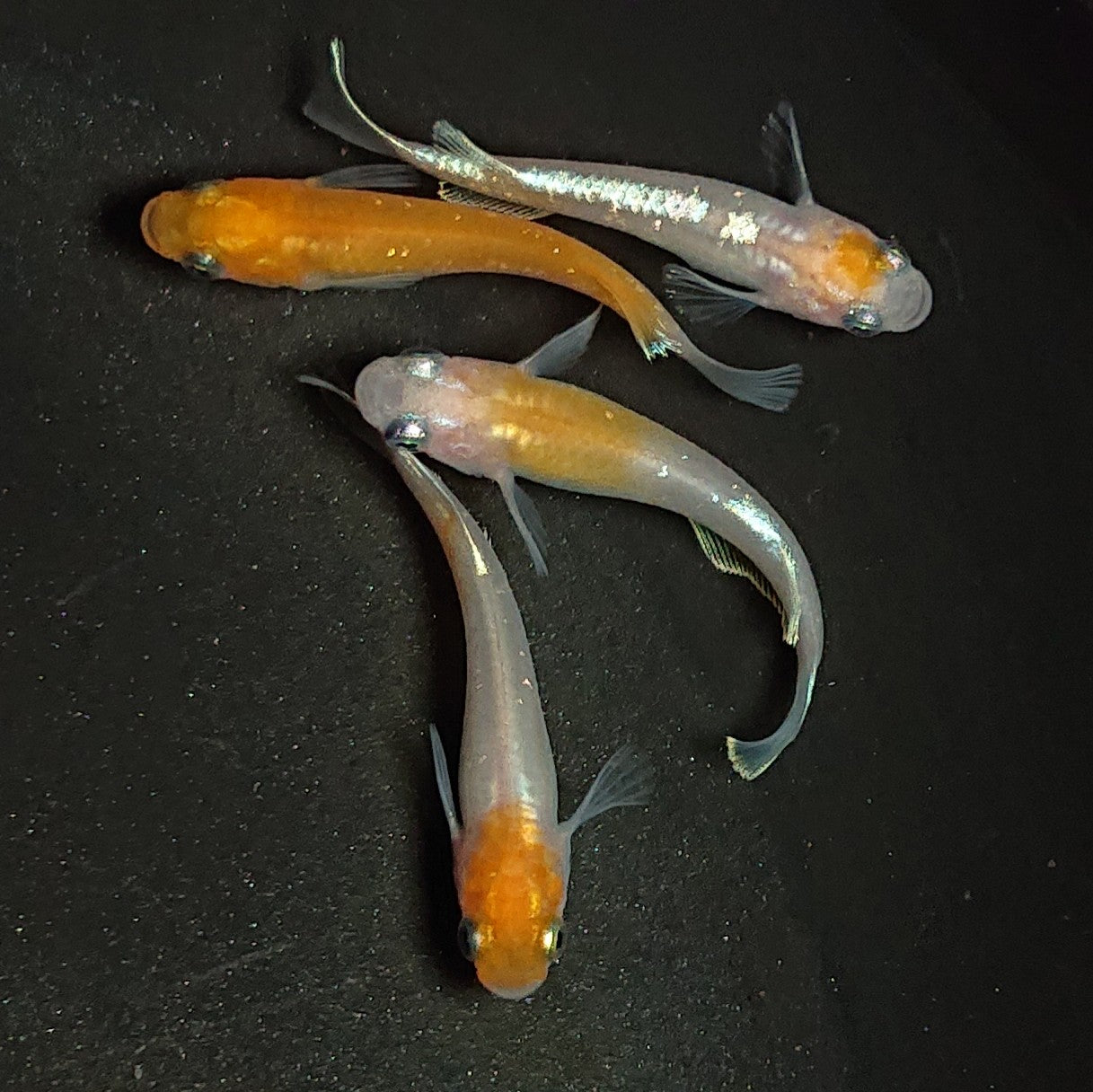 【現物】【NEW】アマテラスエボリューション若魚 2ペア 1675