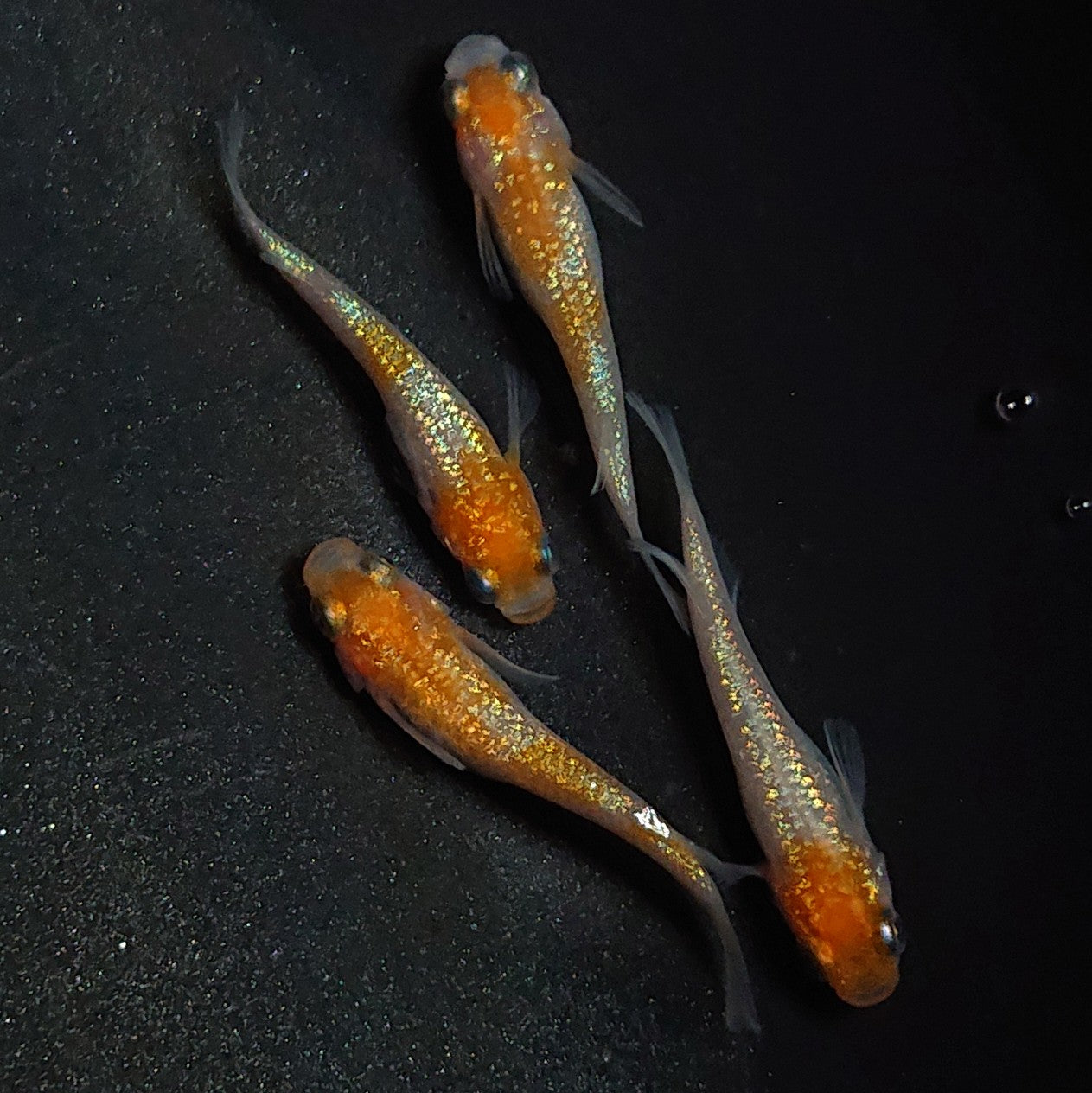 【現物】【上物】王華 2ペア 1685