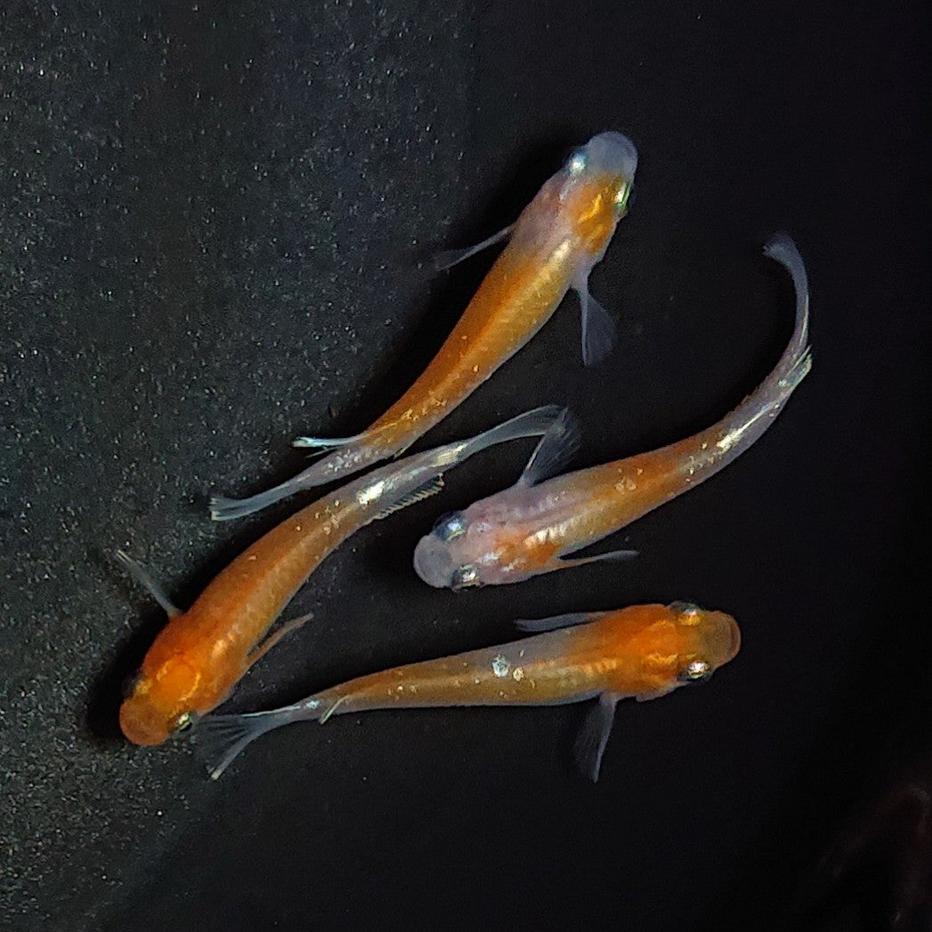 【現物】アマテラスエボリューション若魚 2ペア 1689