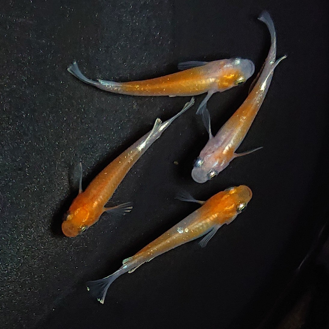 【現物】アマテラスエボリューション若魚 2ペア 1689