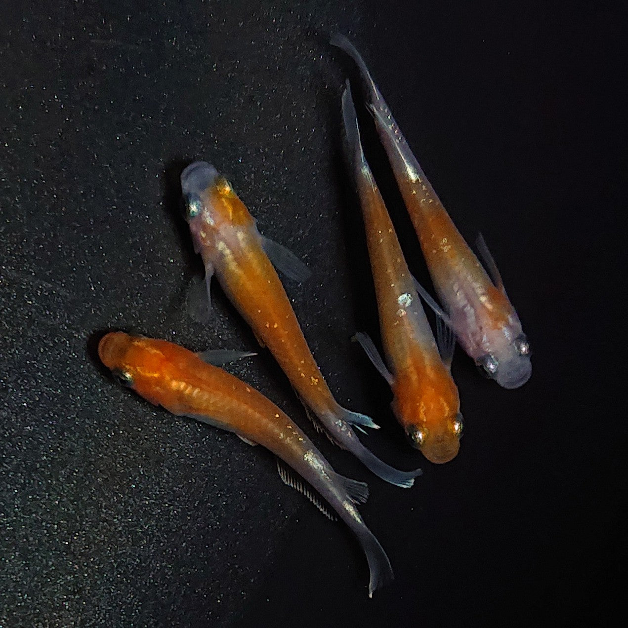 【現物】アマテラスエボリューション若魚 2ペア 1689