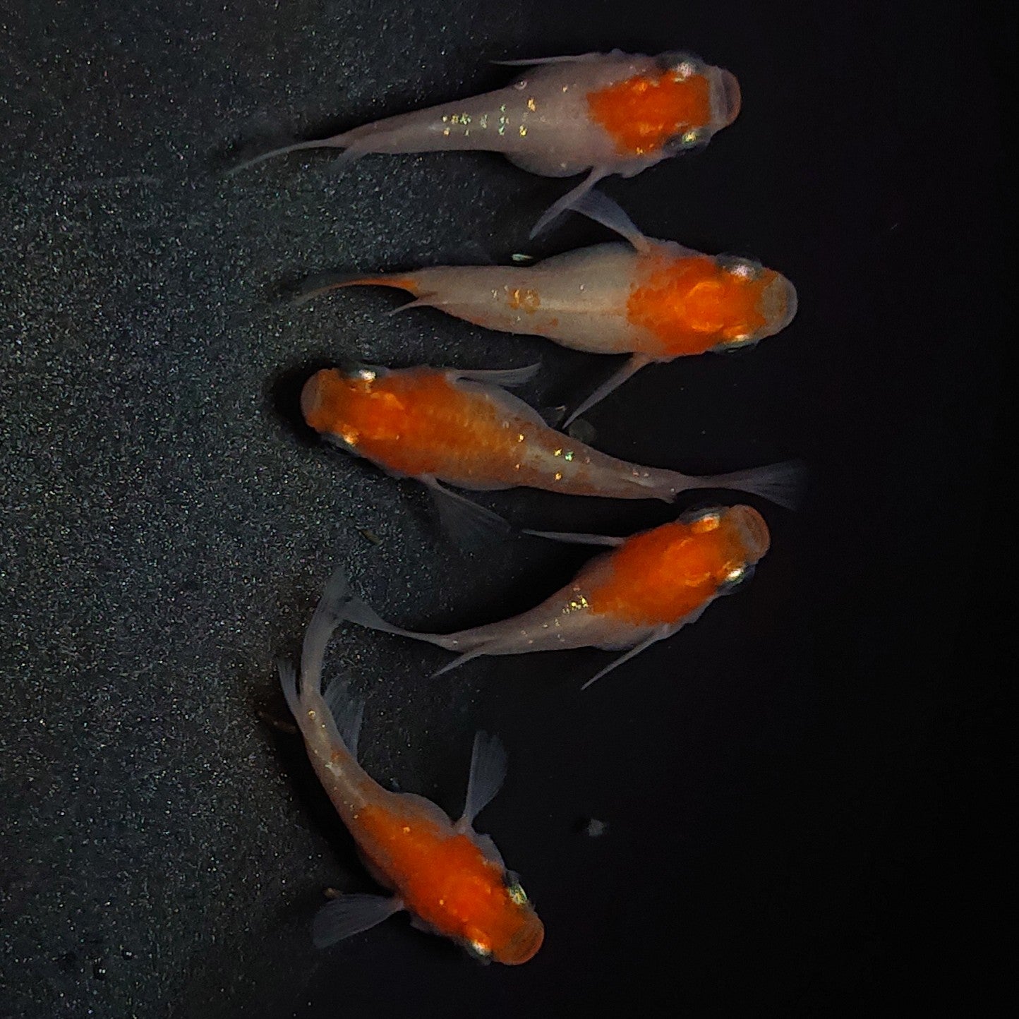 【現物】【上物】紅白本だるま 5匹 オス3メス2 1693