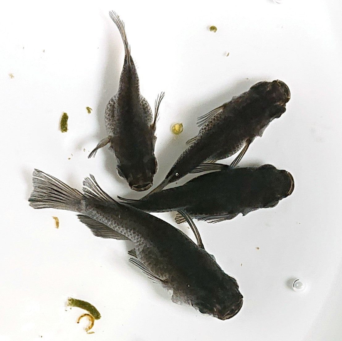 【現物】【上物】オロチ本だるま 4匹 オス1メス3 1692