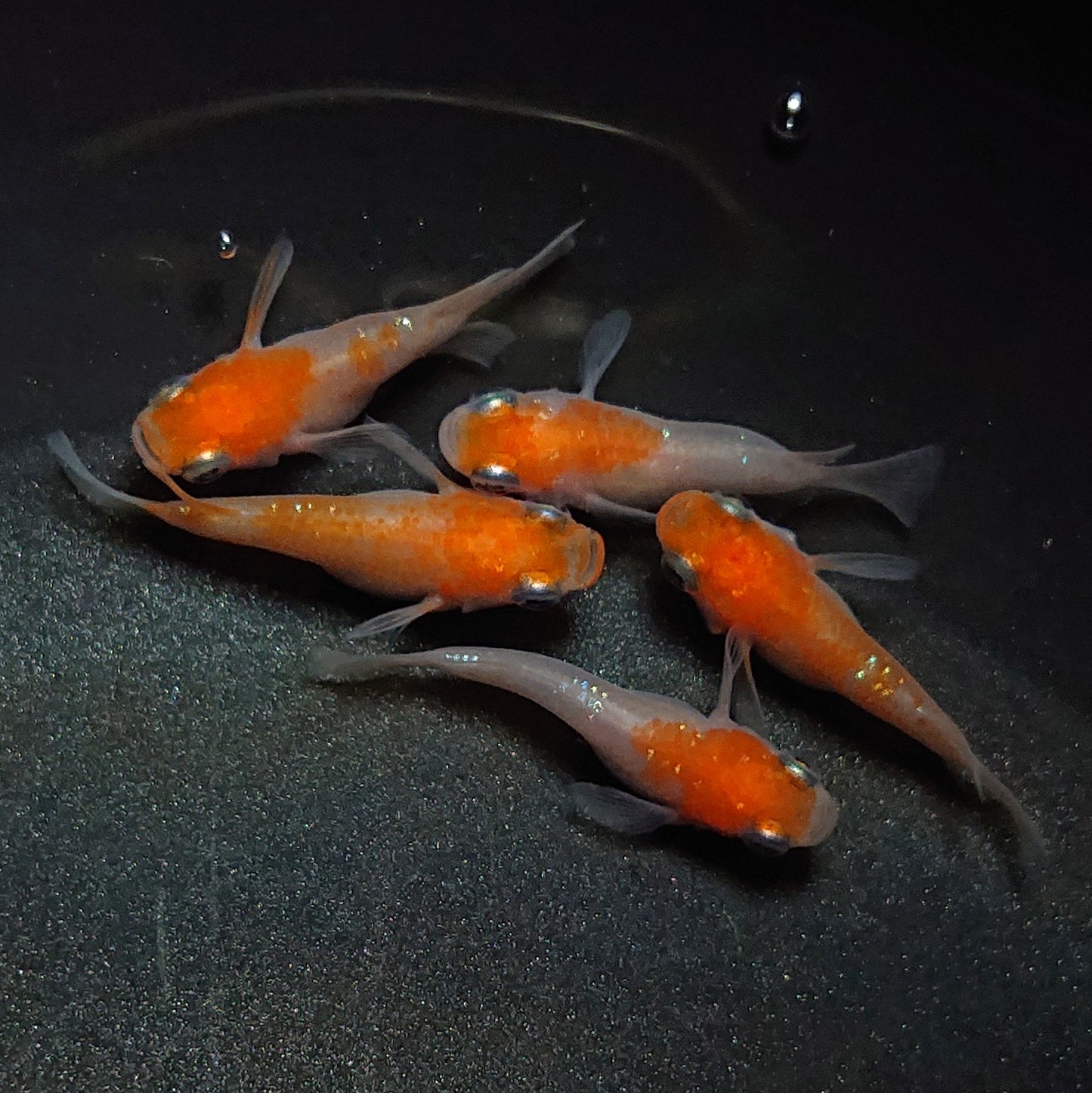【現物】【上物】紅白だるま 5匹 オス3メス2 1699