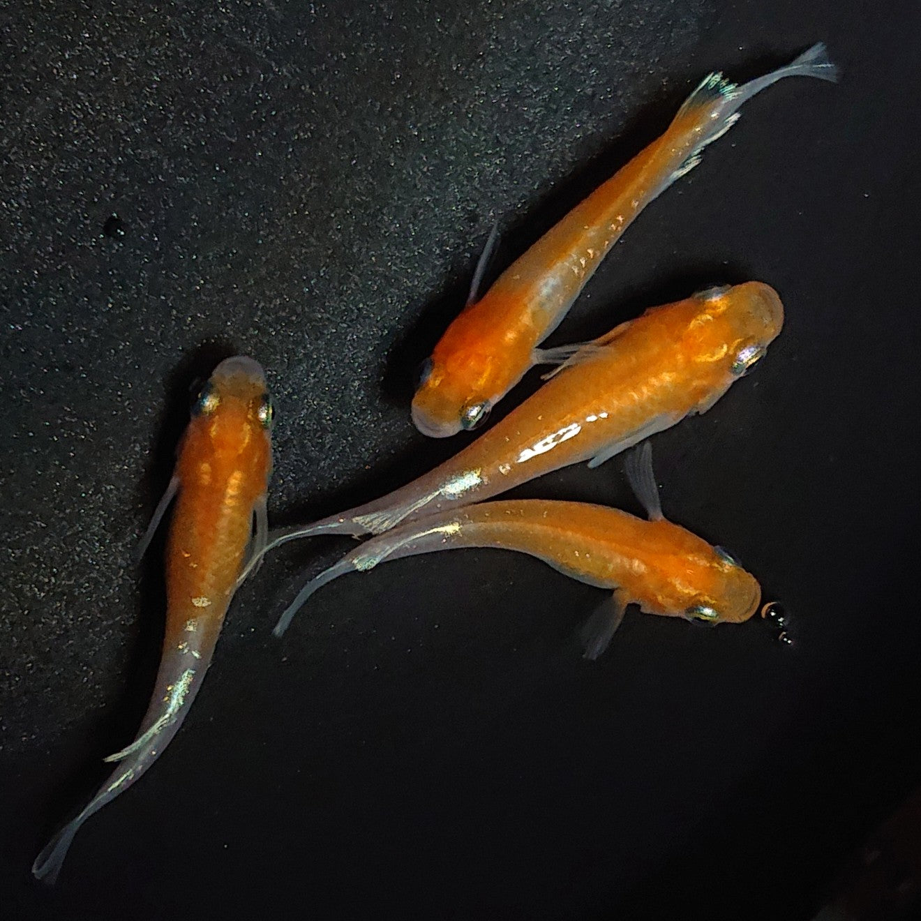 【現物】アマテラスエボリューション若魚 2ペア 1711