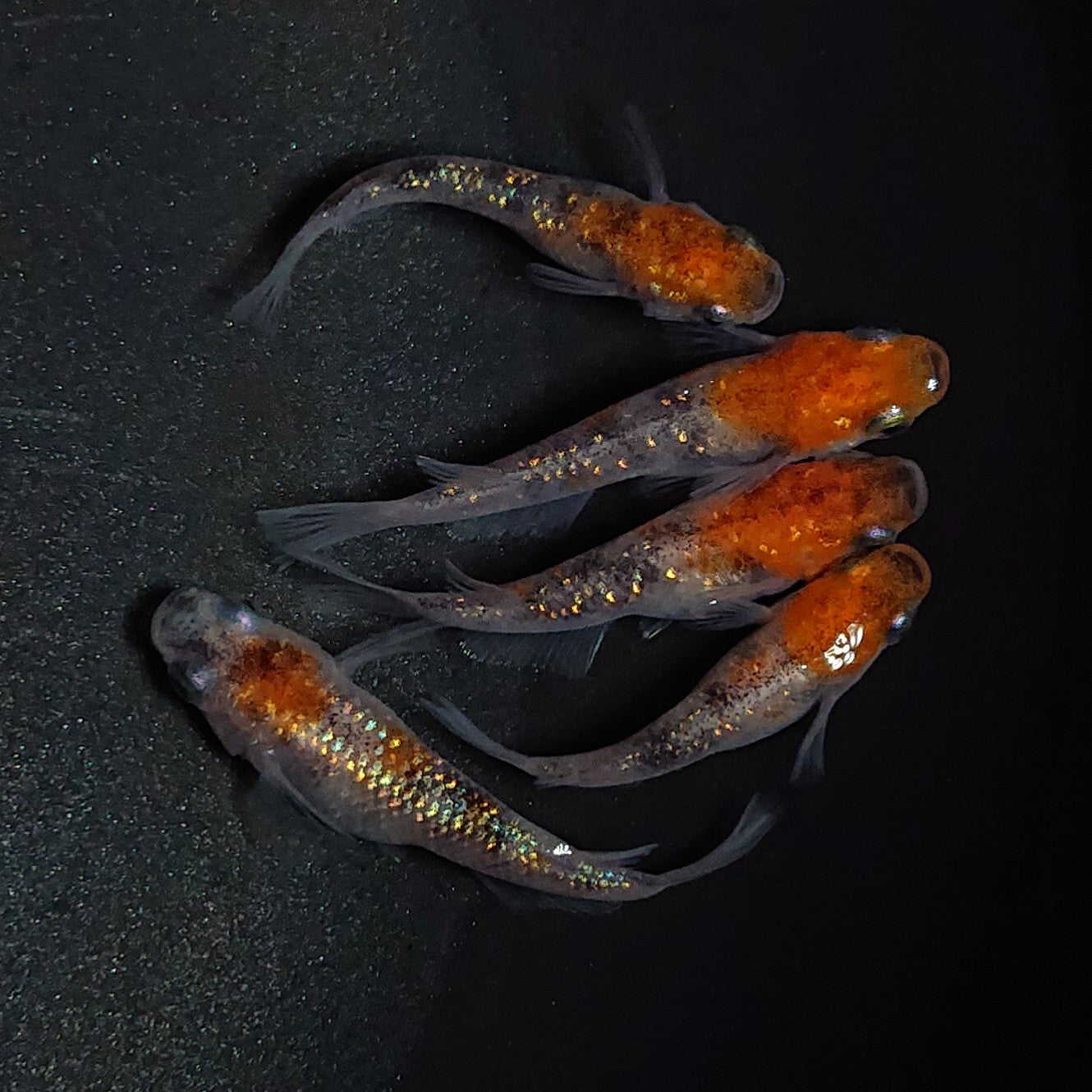 【現物】【上物】三色ラメ 5匹 オス3メス2 1723