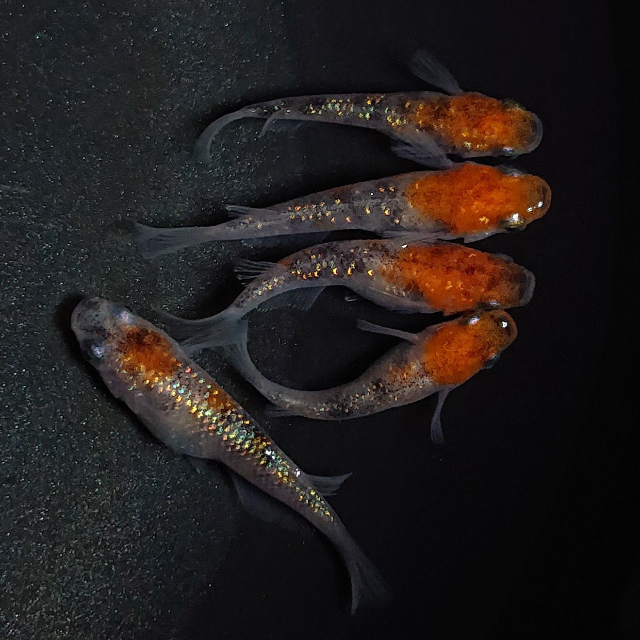 【現物】【上物】三色ラメ 5匹 オス3メス2 1723