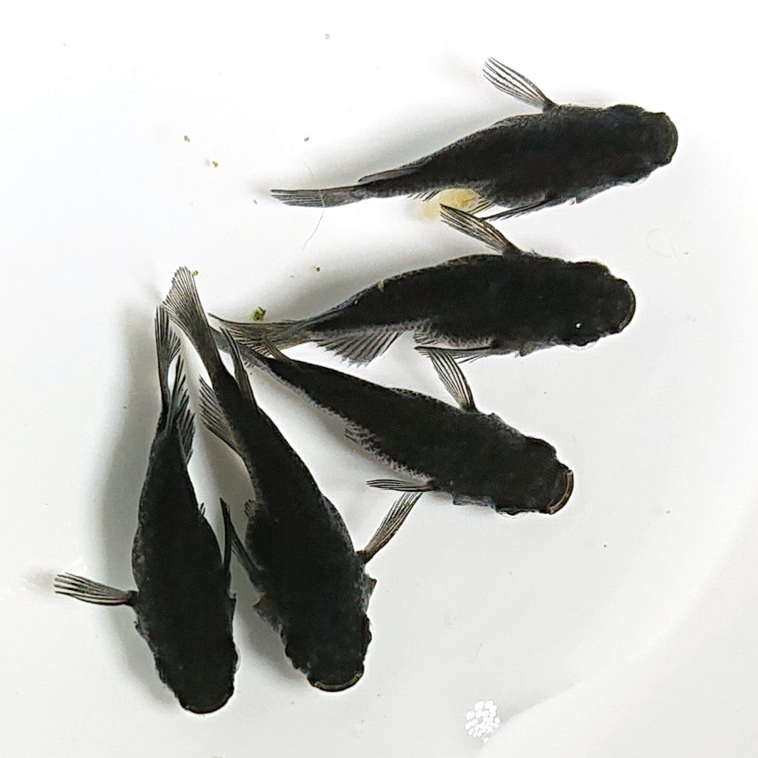 【現物】【上物】オロチ本だるま 5匹 オス3メス2 1718