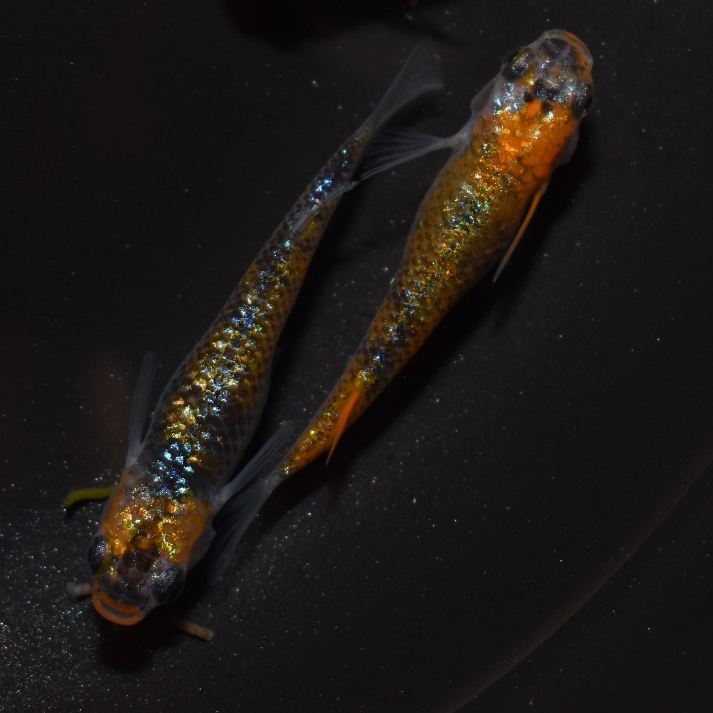 【現物】【現物イベント特価】ユリシス稚魚 10匹+おまけ2匹 1024