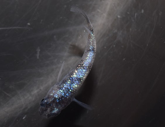 【現物】【現物イベント特価】白斑サファイア若魚 10匹 0471