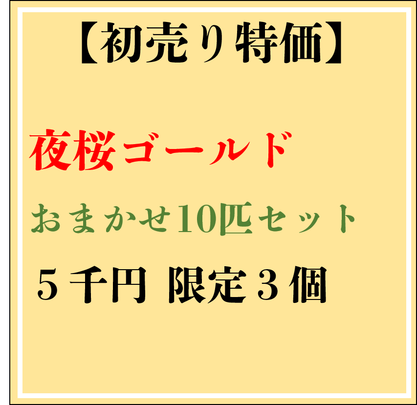 【現物】【初売り特価】夜桜ゴールドおまかせ10匹セット 0317