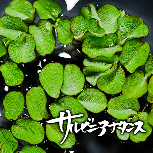 サルビニアナタンス 5株