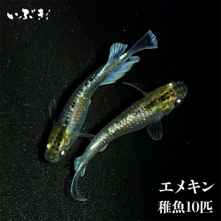 【稚魚】エメキン(マリアージュキッシングワイドフィン エメラルドフィンタイプ)(えめきん) 指宿(いぶすき)メダカ 稚魚10匹