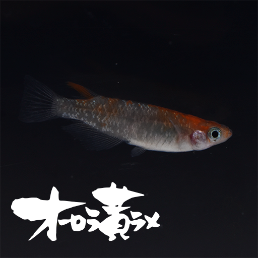 オーロラ黄ラメ(おーろらきらめ) 指宿(いぶすき)メダカ ペア