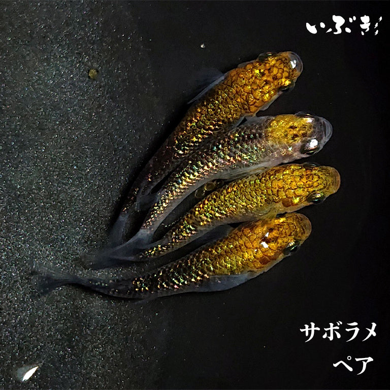 サボラメ(さぼらめ) 指宿(いぶすき)メダカ ペア