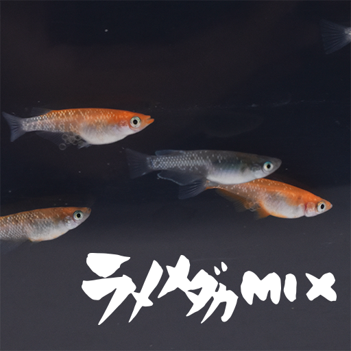 ラメメダカMIX(らめめだかみっくす) 指宿(いぶすき)メダカ 成魚10匹