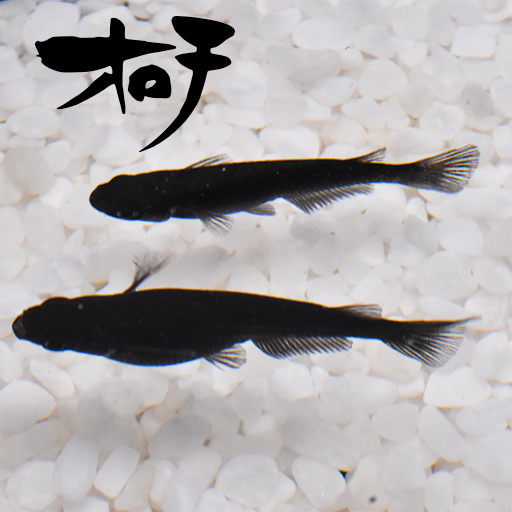 オロチ(おろち) 指宿(いぶすき)メダカ 成魚10匹