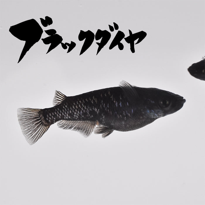 【いぶきの日】ブラックダイヤ 5匹+保障1匹セット 1456