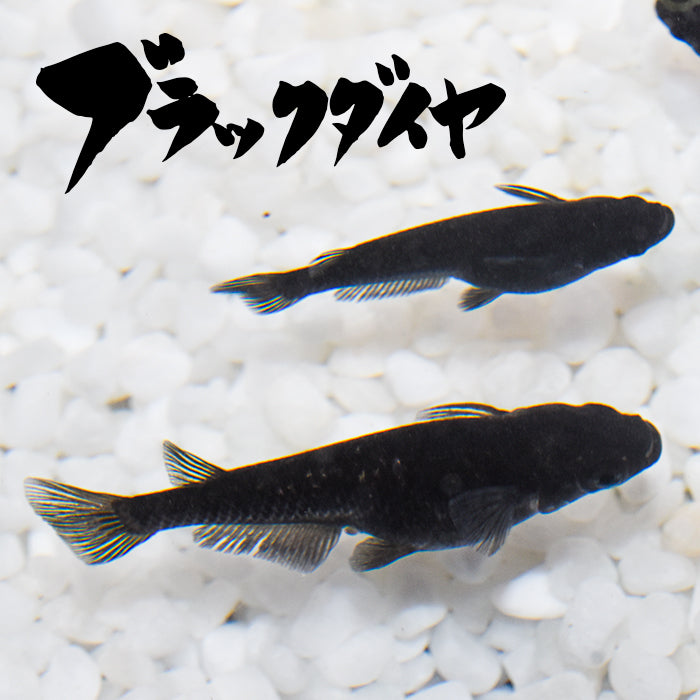 ブラックダイヤ(ぶらっくだいや) 指宿(いぶすき)メダカ ペア