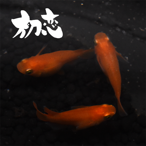 【稚魚】初恋(楊貴妃だるま)(はつこい) 指宿(いぶすき)メダカ 稚魚10匹