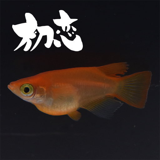 【稚魚】初恋(楊貴妃だるま)(はつこい) 指宿(いぶすき)メダカ 稚魚10匹