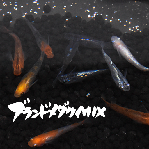 ブランドメダカMIX(ぶらんどめだかみっくす) 指宿(いぶすき)メダカ 成魚10匹