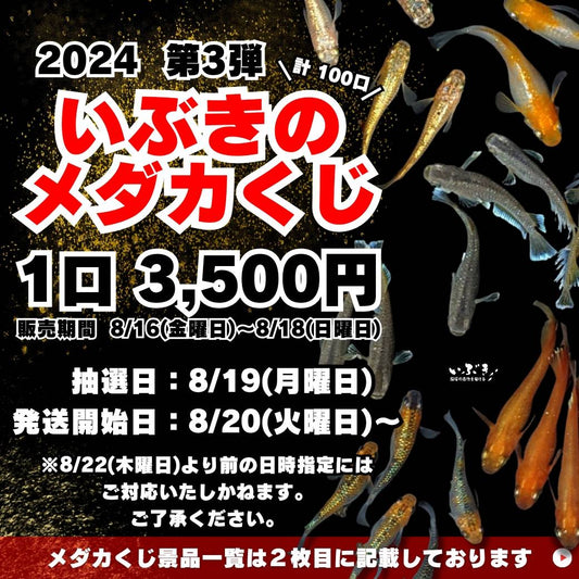 【告知】いぶきのメダカくじ　2024　第三弾