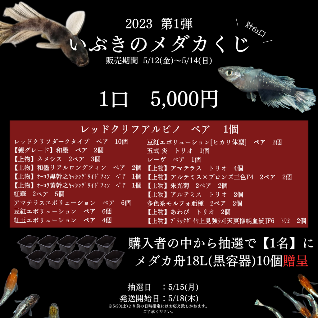 【告知】いぶきのメダカくじ　2023　第一弾