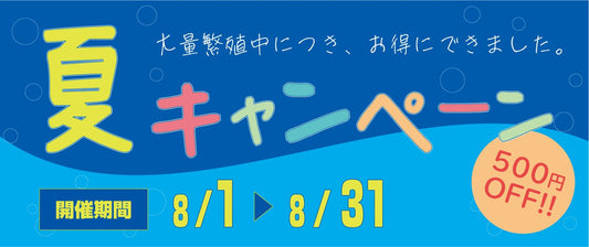 8月月間特価メダカのお知らせ