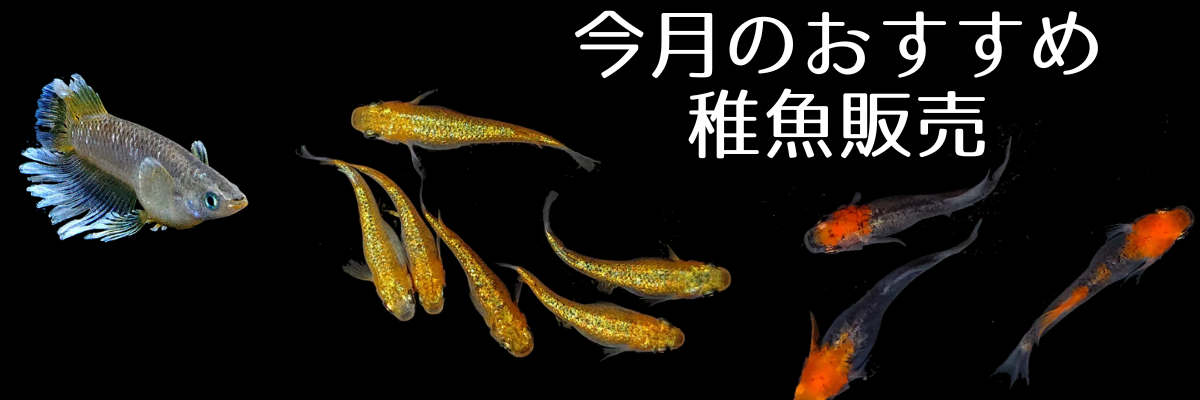 今月のおすすめメダカ