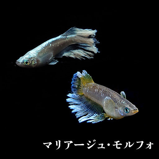 稚魚】黒天幻龍(こくてんげんりゅう) 指宿(いぶすき)メダカ 稚魚10匹 – いぶき | 指宿メダカとミジンコの通信販売