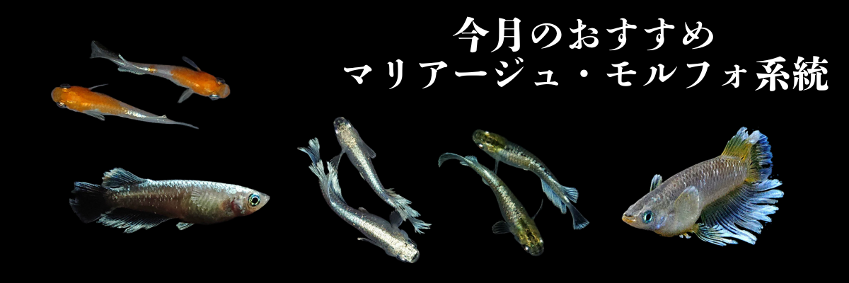 今月のおすすめメダカ_６月