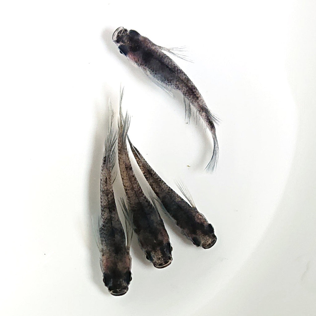 良めだか】「和墨リアルロングフィン」メダカ 1ペア+1（ヘテロ) - 魚類、水生生物
