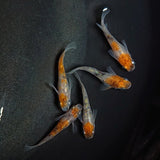 【現物】【上物】三色ラメ　5匹　オス2メス3　1796