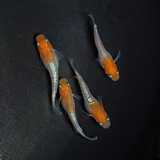 【現物】【上物】アマテラス　4匹　オス1メス3　1793