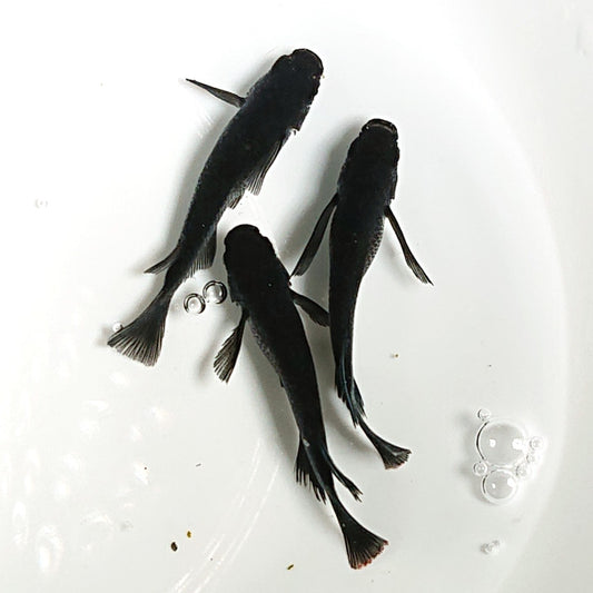 【現物】【上物】オロチリアルロングフィン 漆黒個体　3匹　オス2メス1　1802