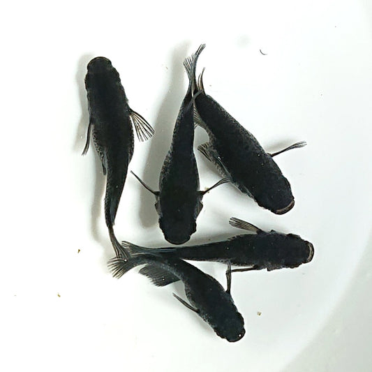 【現物】【上物】オロチだるま　5匹　オス2メス3　1809